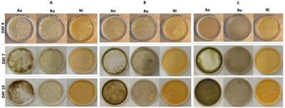 The use of cheese whey powder in the cultivation of protein-rich filamentous fungal biomass for sustainable food production